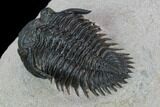 Metacanthina Trilobite - Lghaft, Morocco #128951-4